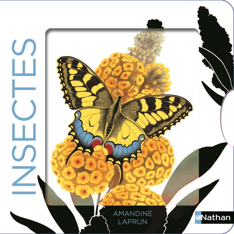 Insectes -  - NATHAN